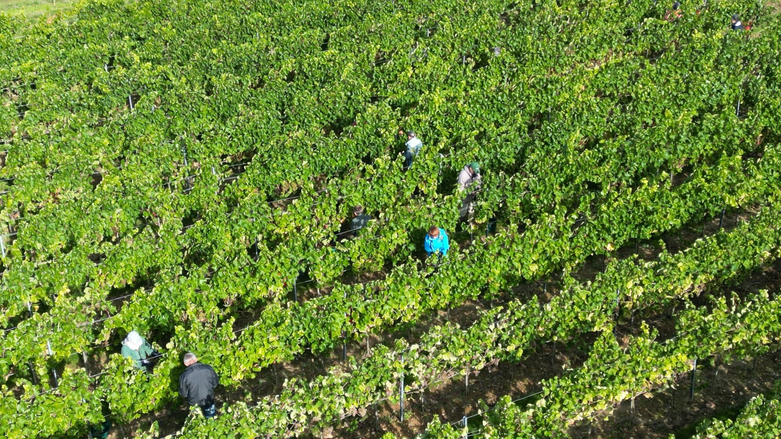 Vendanges familiales