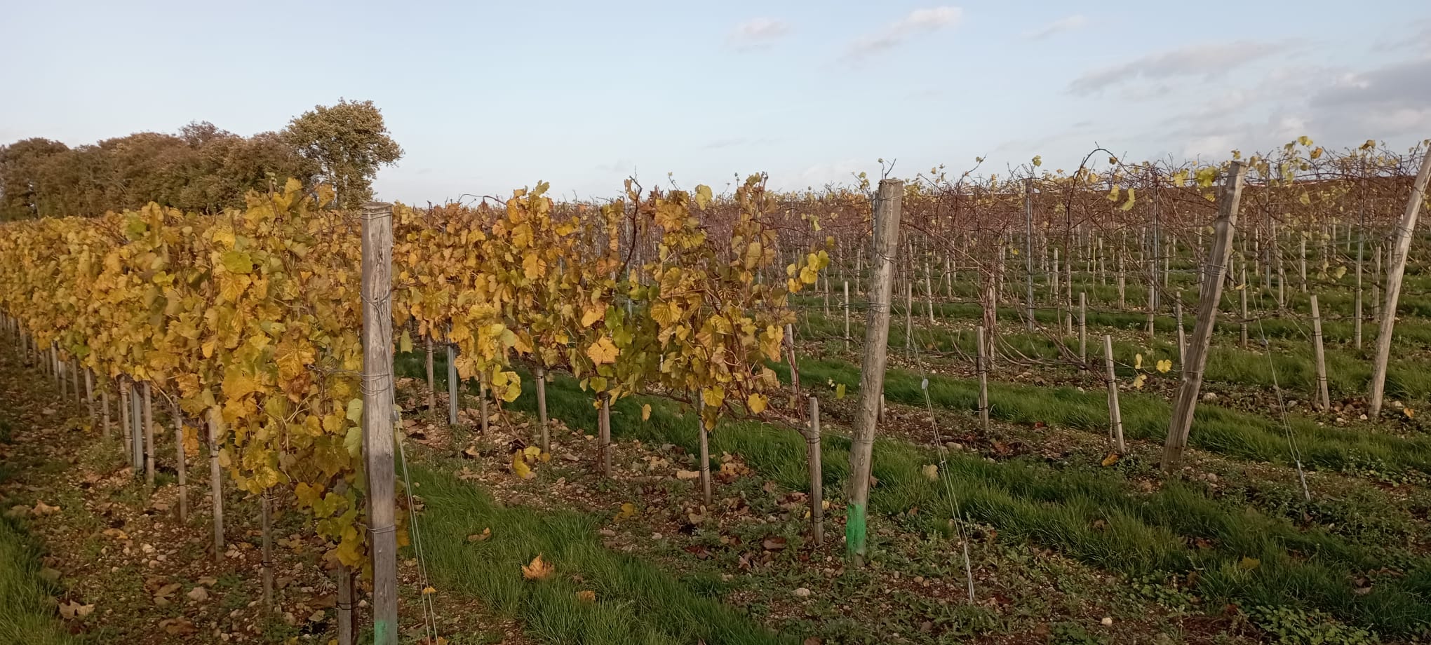 Vignes en automne