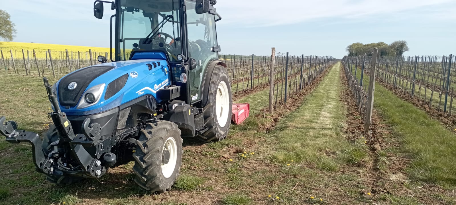 Nos vignes au printemps
