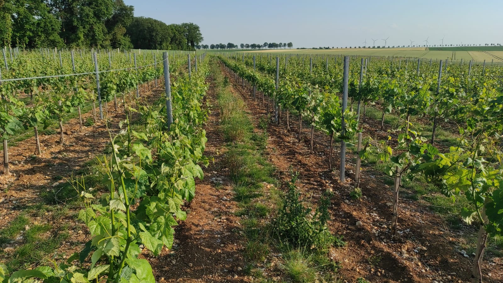 Rangées de vignes
