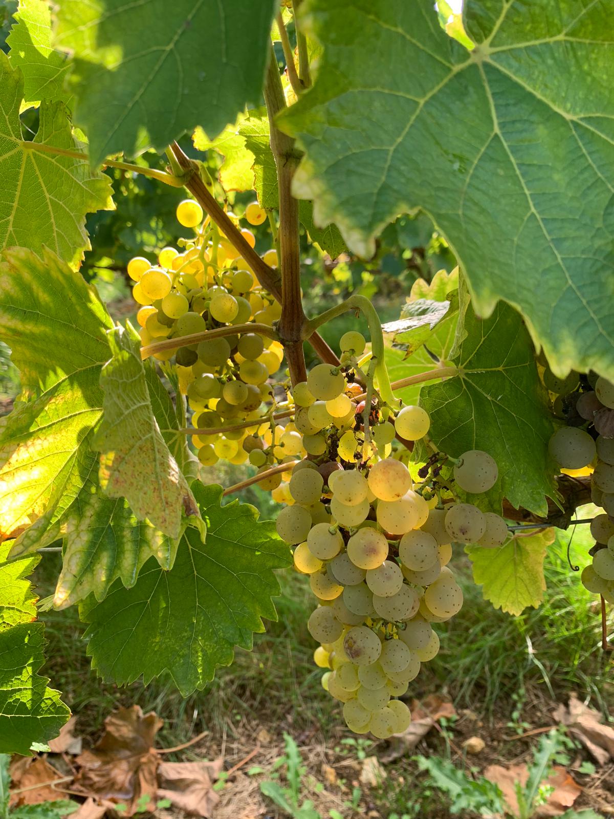 Grappes en maturation