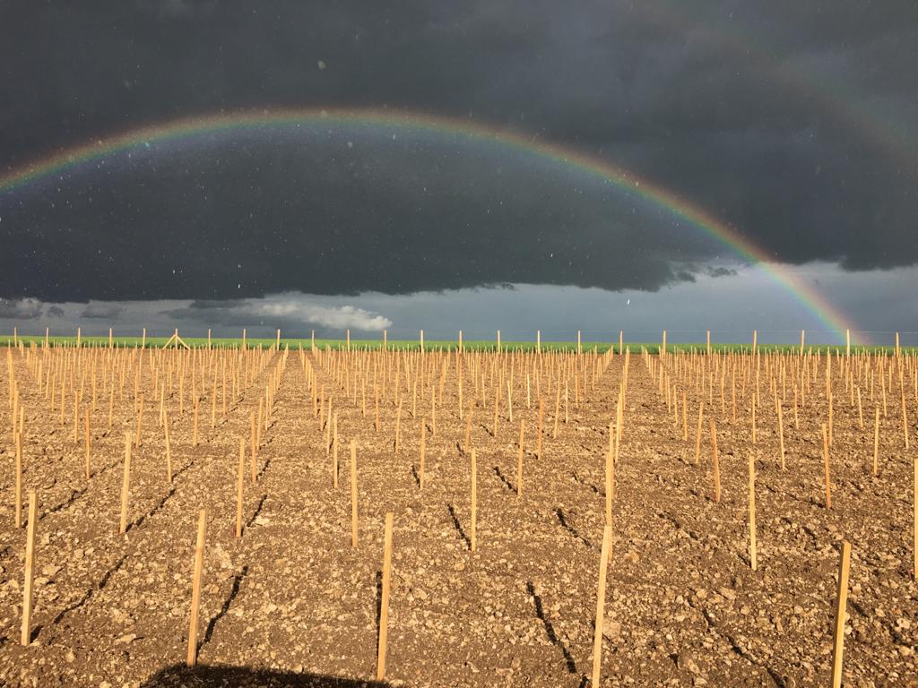 Arc-en-ciel dans les vignes