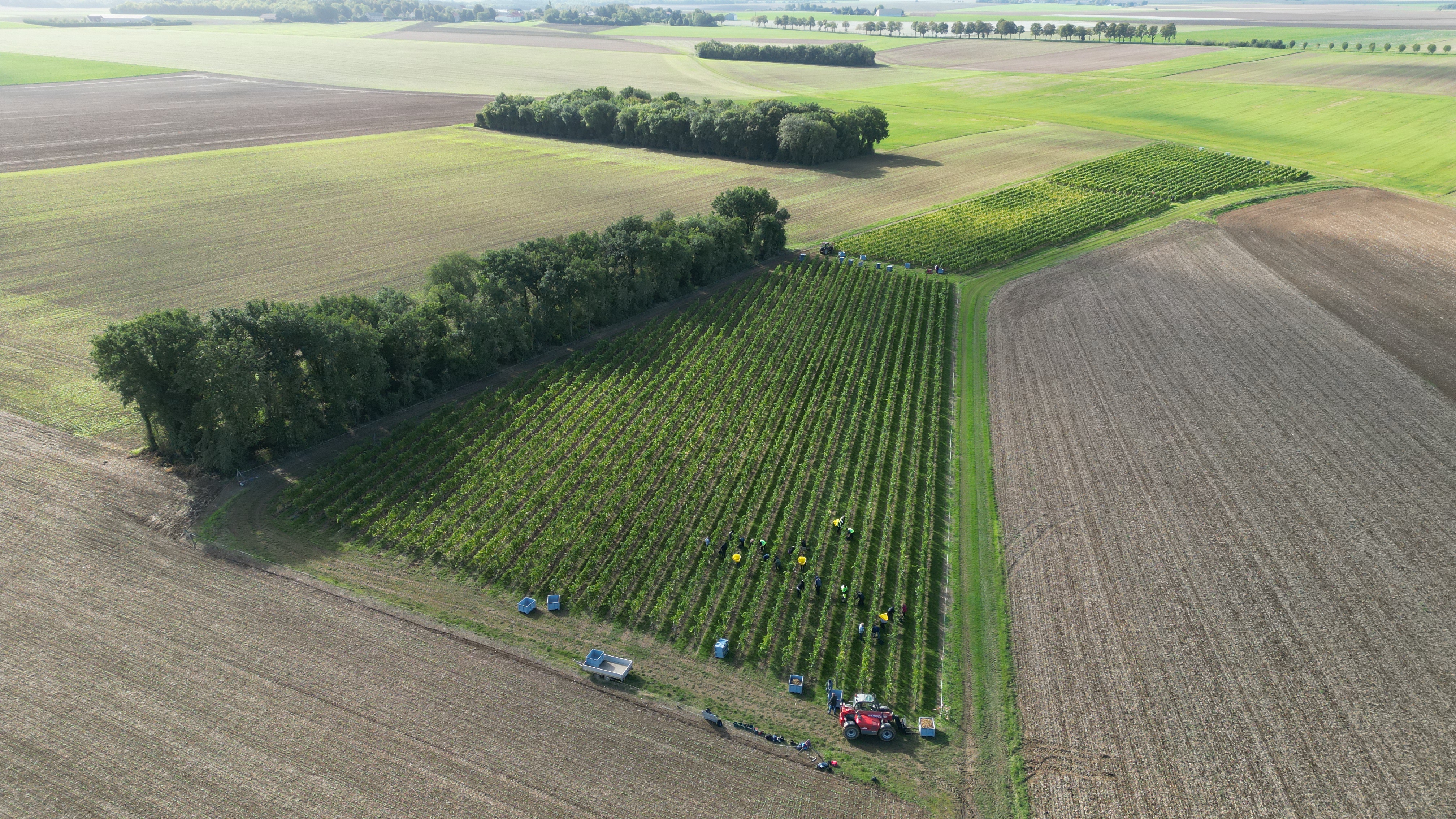 Vue aérienne du vignoble Domaine MORCHOISNE